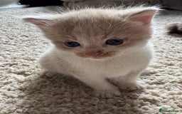 British Longhair cats for sale: 3 beautiful blue eyed British longhair - Image 3