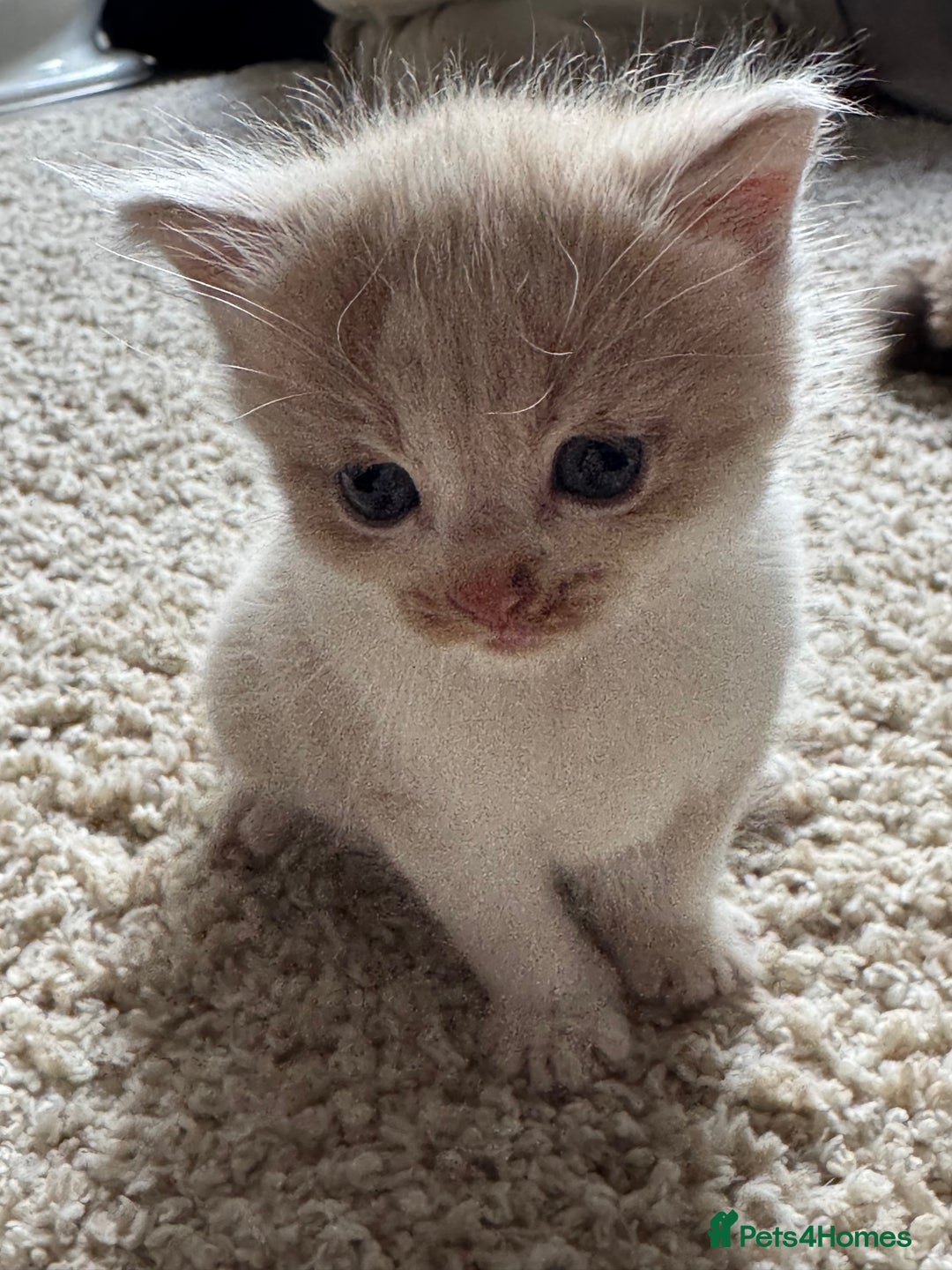 British Longhair cats for sale: 3 beautiful blue eyed British longhair - Image 3