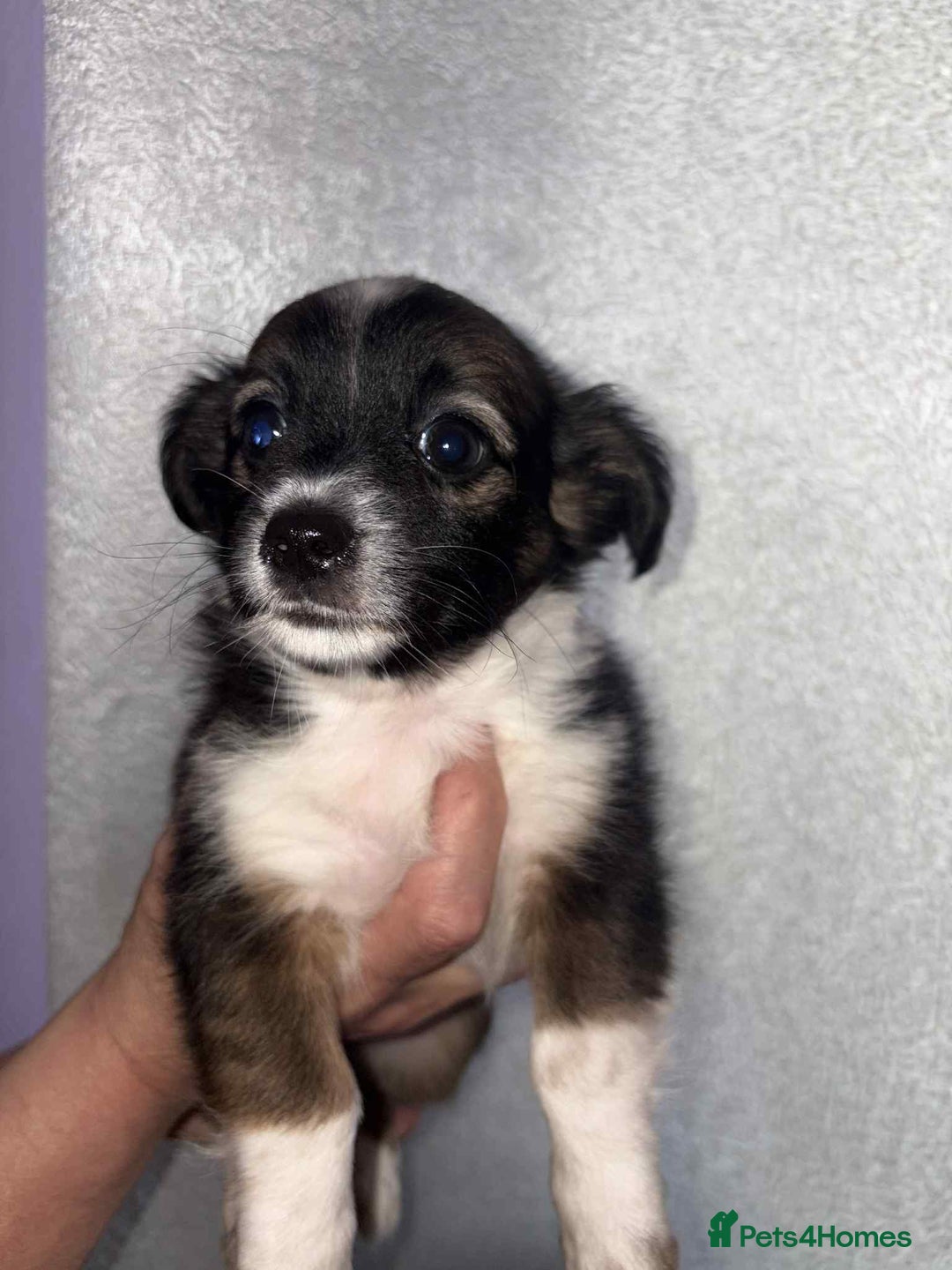 Mixed Breed dogs for sale: Mixed breed puppies for sale - Image 10