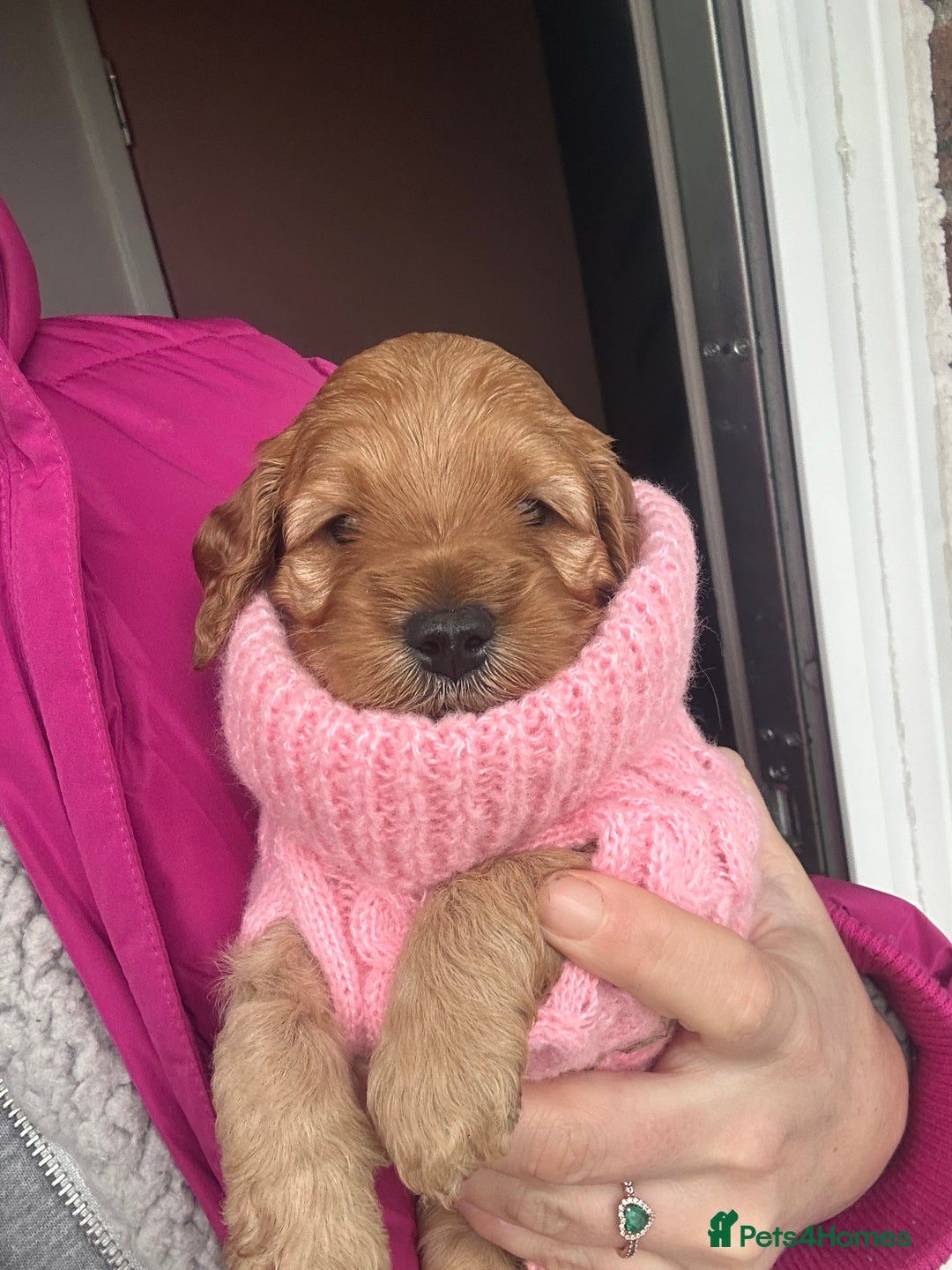 Cockapoo dogs for sale: 5 Stunning Cockapoo girls 💖 - Advert 20