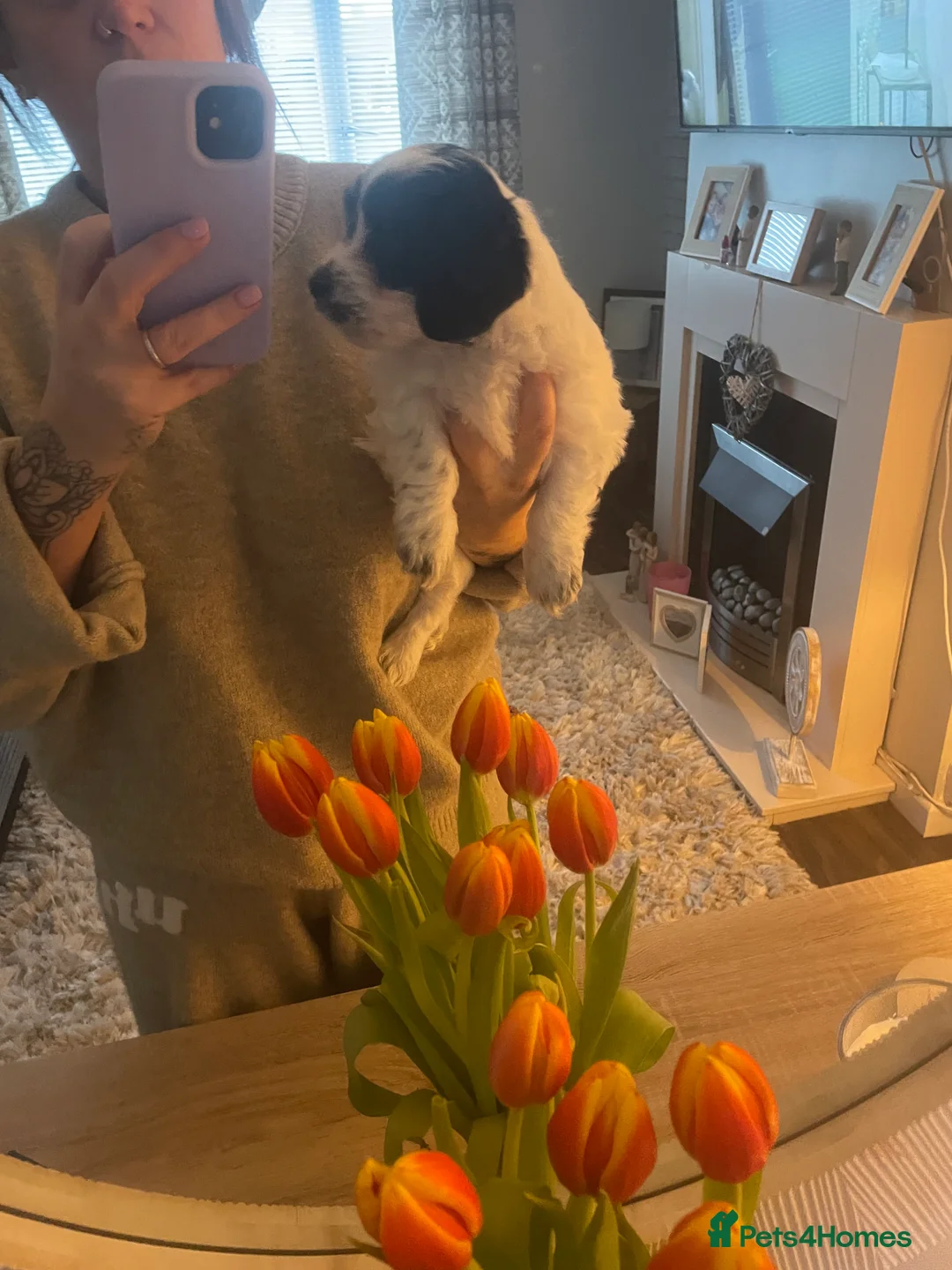 Mixed Breed dogs for sale: Cavachon x sprolli puppies - Advert 2