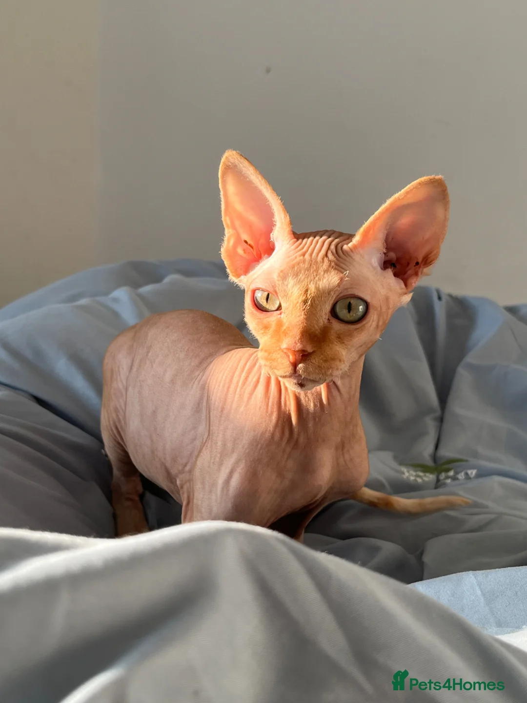 Sphynx cats for sale: Looking for new home  - Advert 1