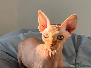 Sphynx cats Looking for new home - Advert 1