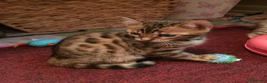 Bengal 1