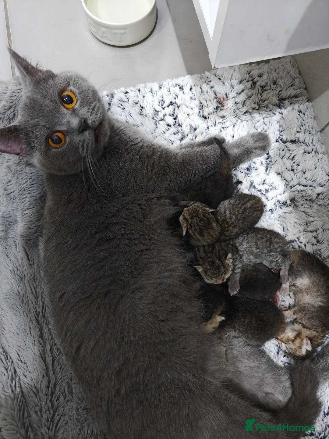 British Shorthair cats for sale: Beautiful Black Golden Shaded BSH kittens - Advert 2