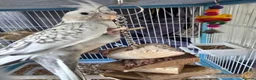 Cockatiels birds for sale: Grey & white pearl male cockatiel  in Hailsham - Advert 2