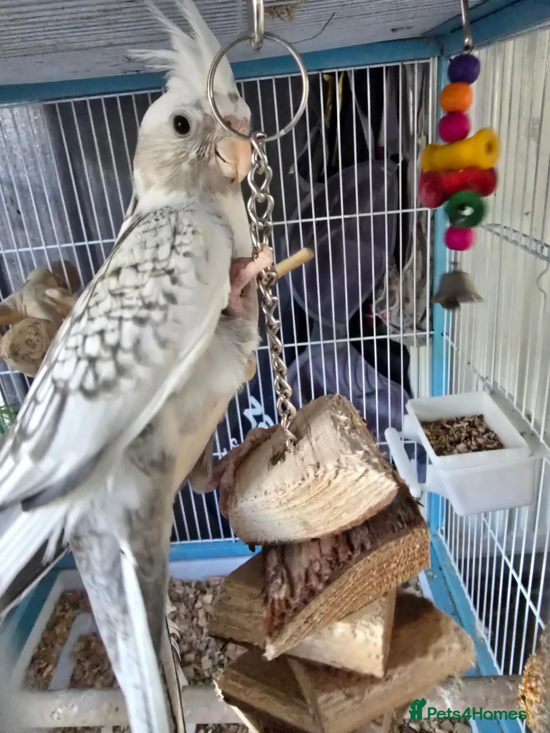 Cockatiels birds for sale: Grey & white pearl male cockatiel  in Hailsham - Advert 2
