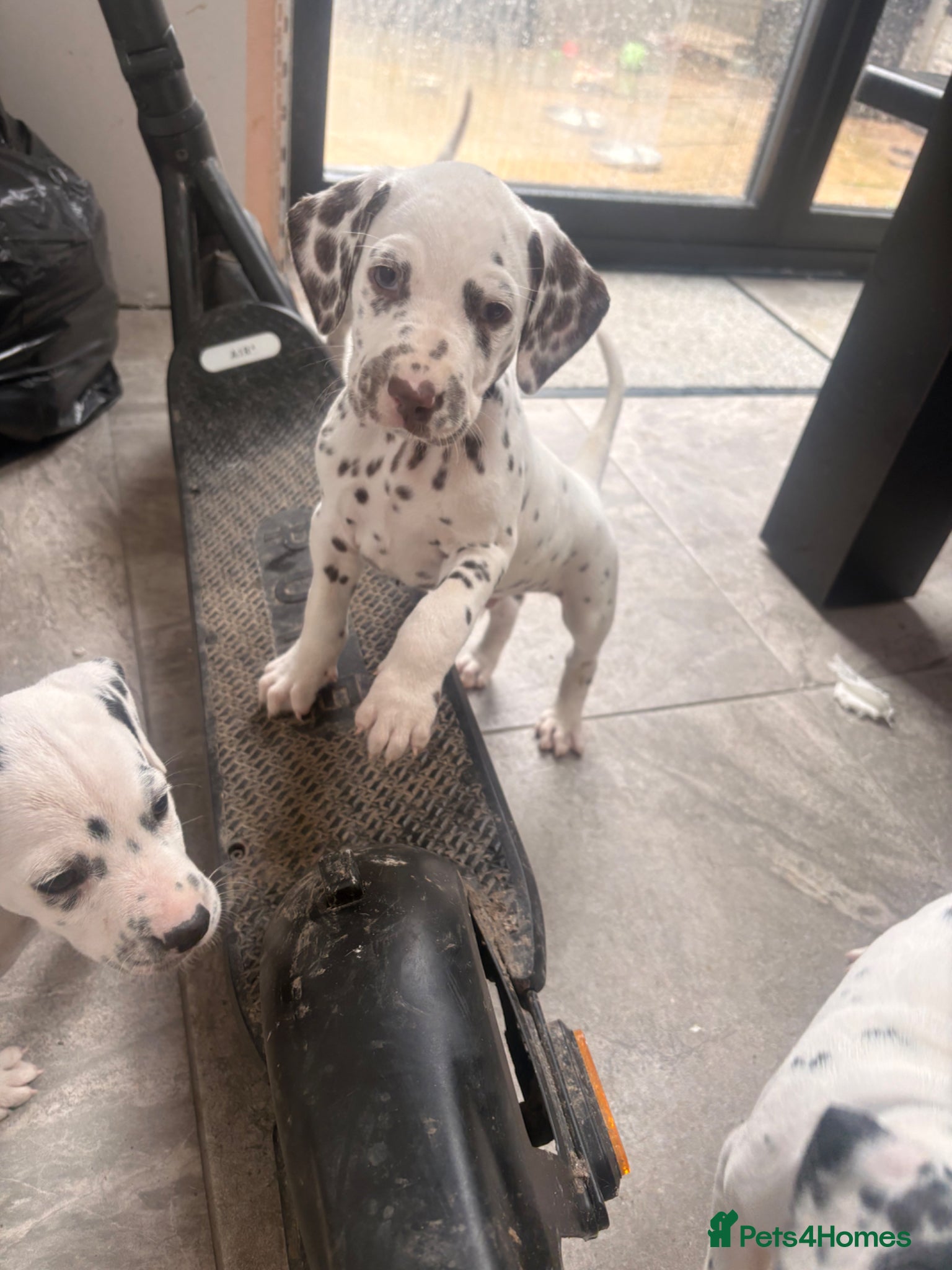 Dalmatian dogs for sale: Outstanding champion bred Kc Reg Dalmation puppys - Advert 2