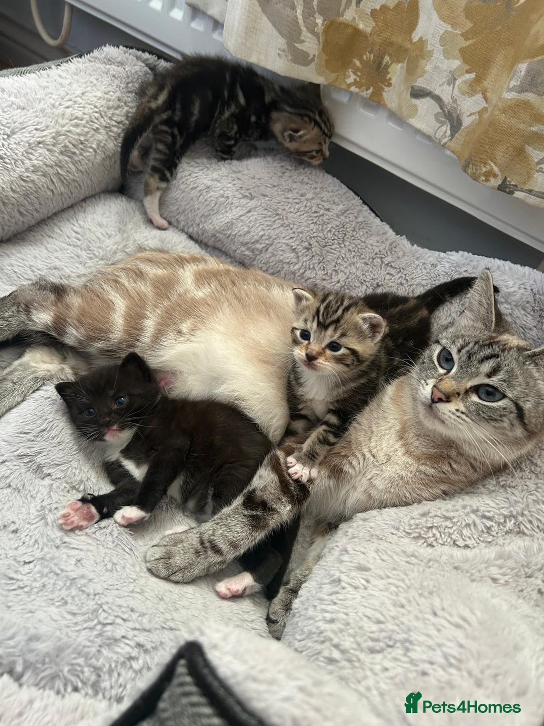 Mixed Breed cats for sale: Adorable kittens FOR SALE - Advert 9