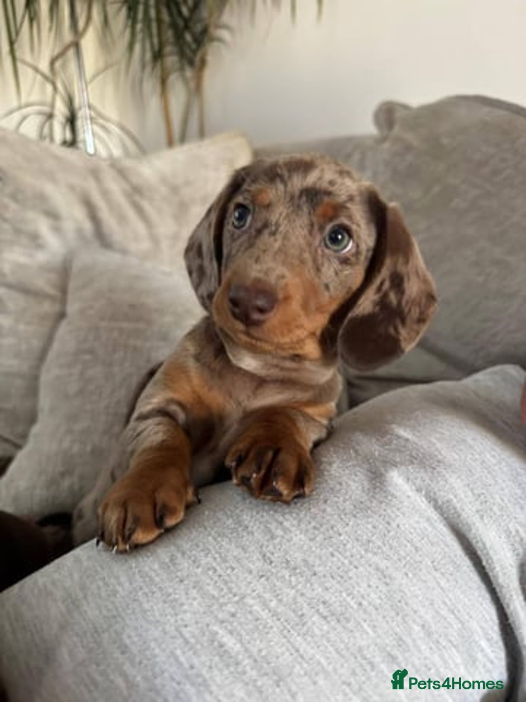 Miniature Dachshund dogs for sale: Miniature Dachshund Puppies  - Image 4