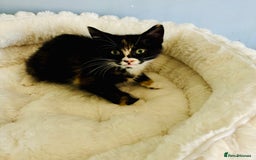 Domestic Shorthair cats for adoption: -Adopt from Cats in Crisis East London  - Image 12