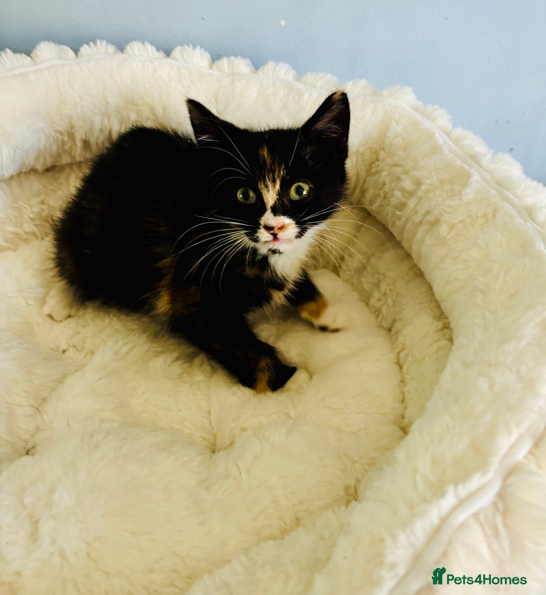 Domestic Shorthair cats for adoption: -Adopt from Cats in Crisis East London  - Image 12