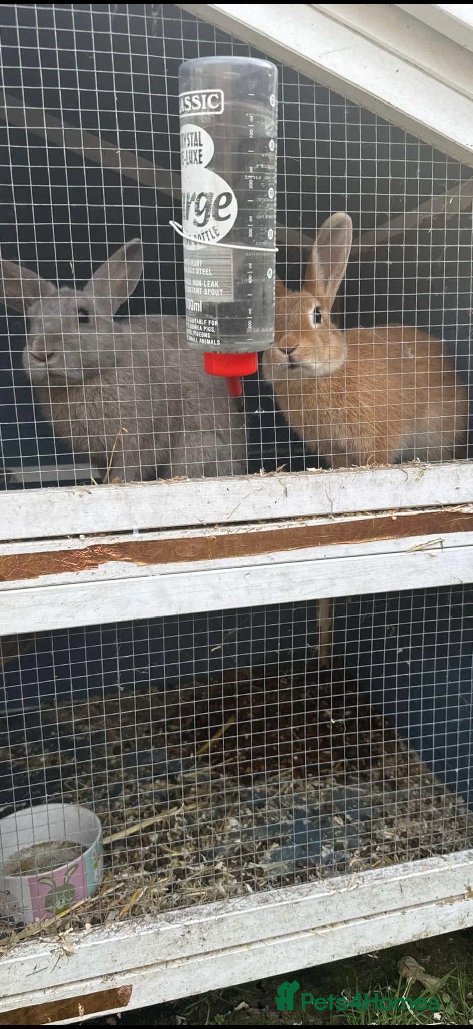 Rex rabbits 2 females Rabbits. With cage and accessories  - Advert 1