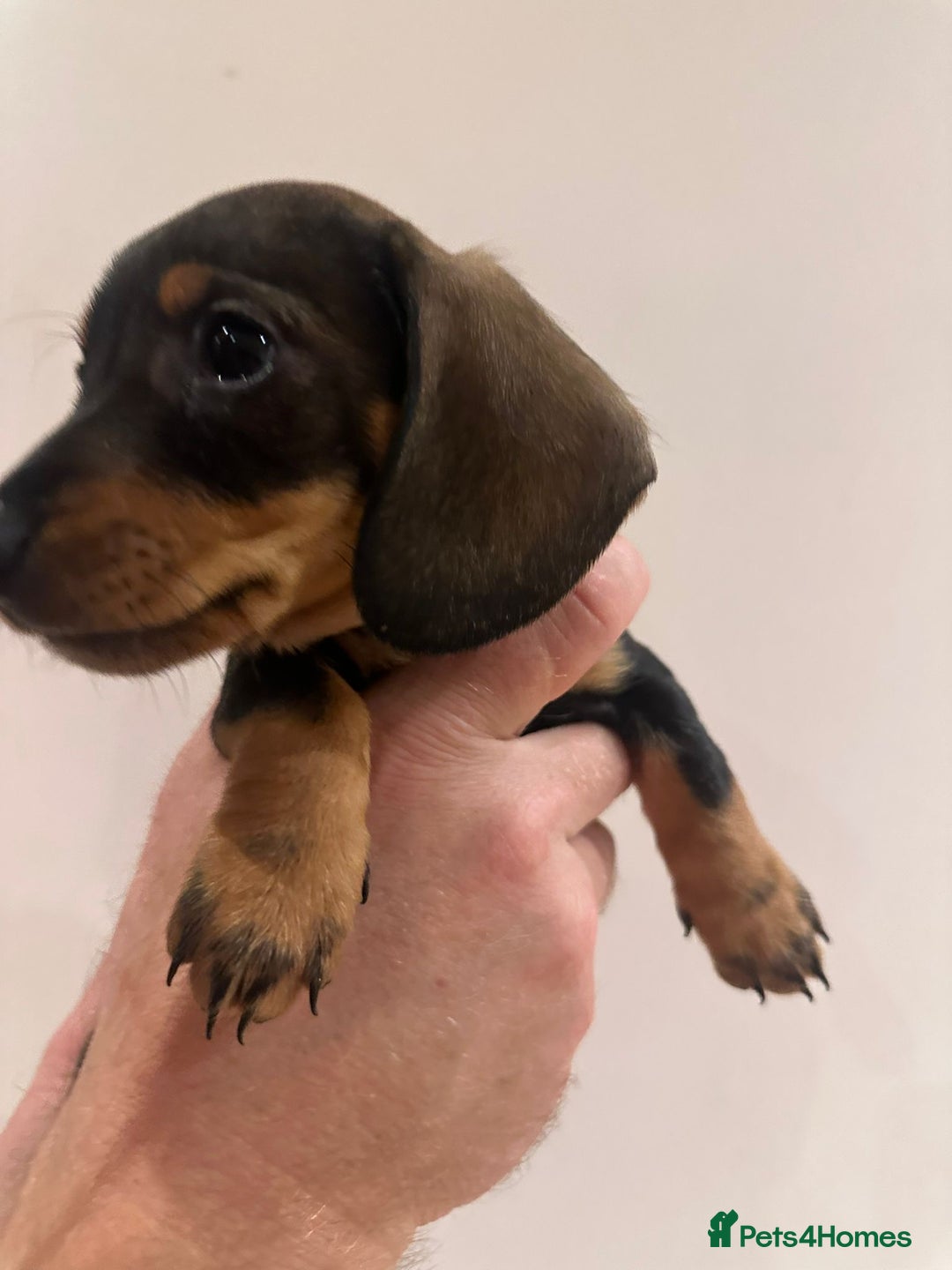 Dachshund dogs for sale: Dachshund puppies  - Advert 36