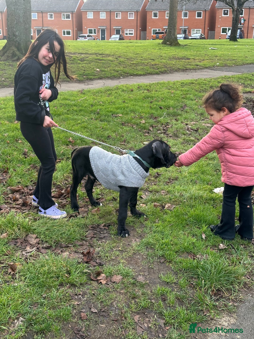 Mixed Breed dogs for sale: Cane corso/great Dane🐾 13weeks old - Advert 11