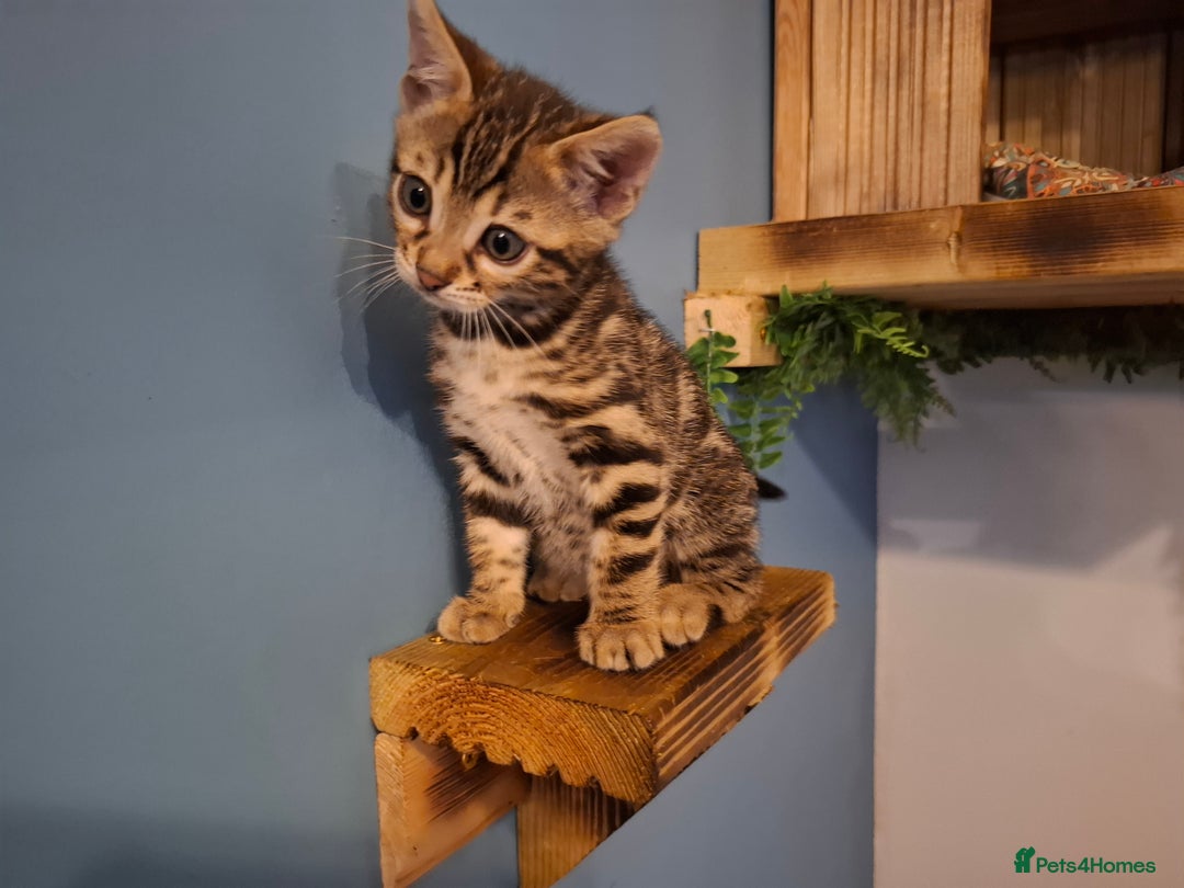 Bengal cats for sale: 🌟 Premium Bengal Tica Kittens – 5★Breeder 🌟 - Image 8