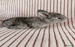 Mini Lop rabbits for sale: 8 Stunning babies! Mini lop x Giant French lop - Image 5