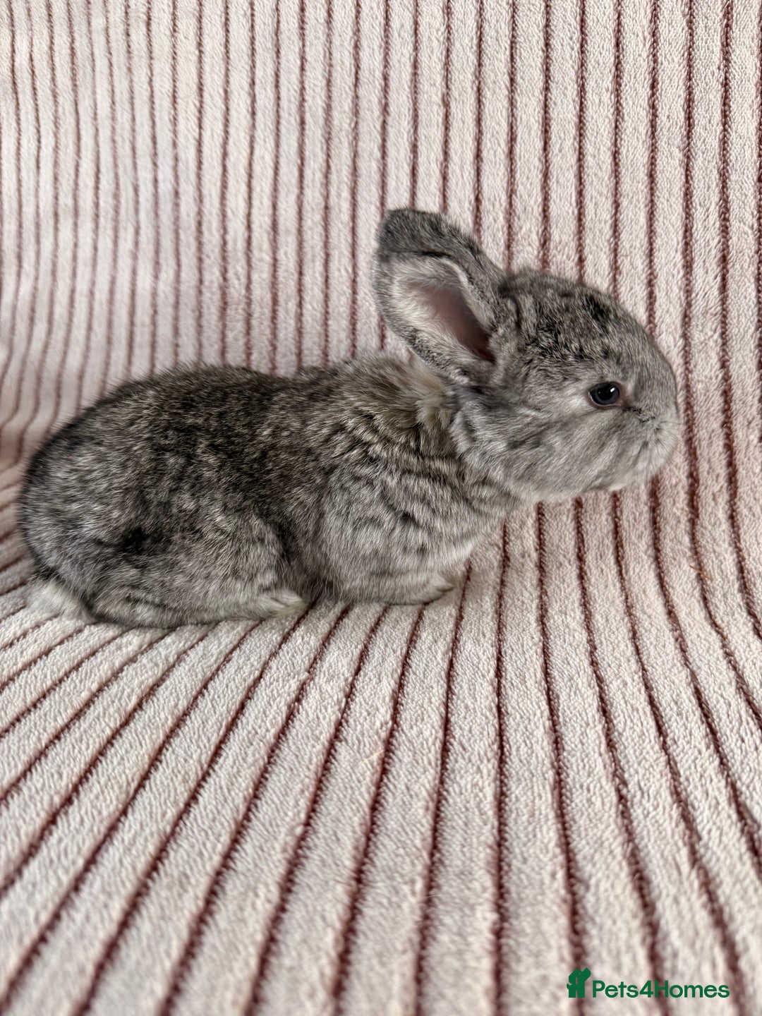 Mini Lop rabbits for sale: 8 Stunning babies! Mini lop x Giant French lop - Image 5