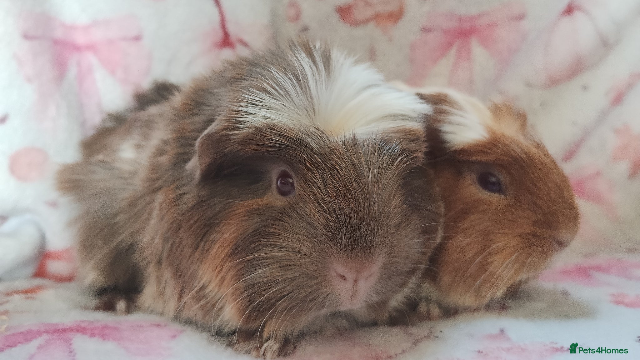 Guinea Pig rodents Baby girl guinea pigs both Cornets ready now - Advert 18