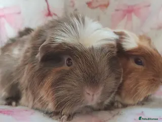Guinea Pig rodents Baby girl guinea pigs both Cornets ready now - Advert 18