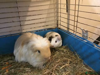Guinea Pig rodents Mum and daughter and adult male - Advert 11