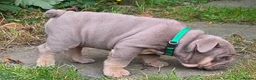 English Bulldog dogs for sale: Rare opportunity- grandpups of Burleybullz Nemesis - Advert 11