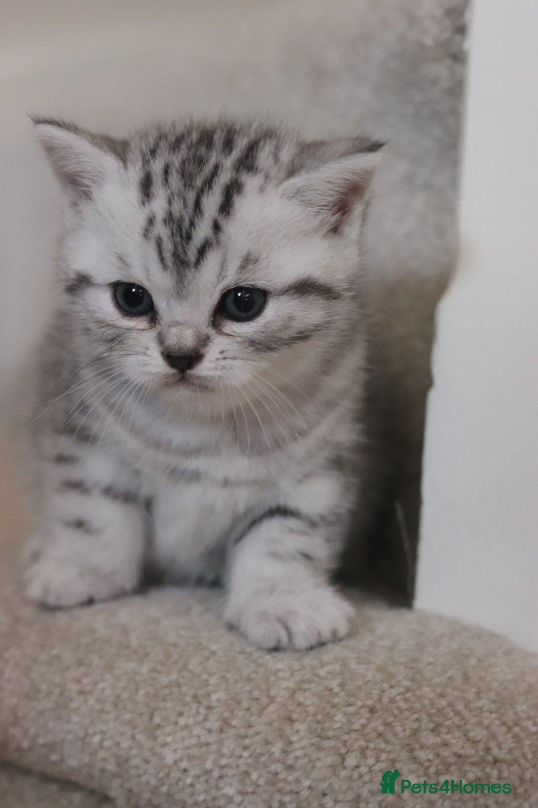 British Shorthair cats for sale: GCCF British Shorthair Silver Kittens - Advert 16
