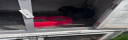 Mini Lion Lop rabbits for sale: 2 Adult Mini Lion Lops Rabbits - Advert 3
