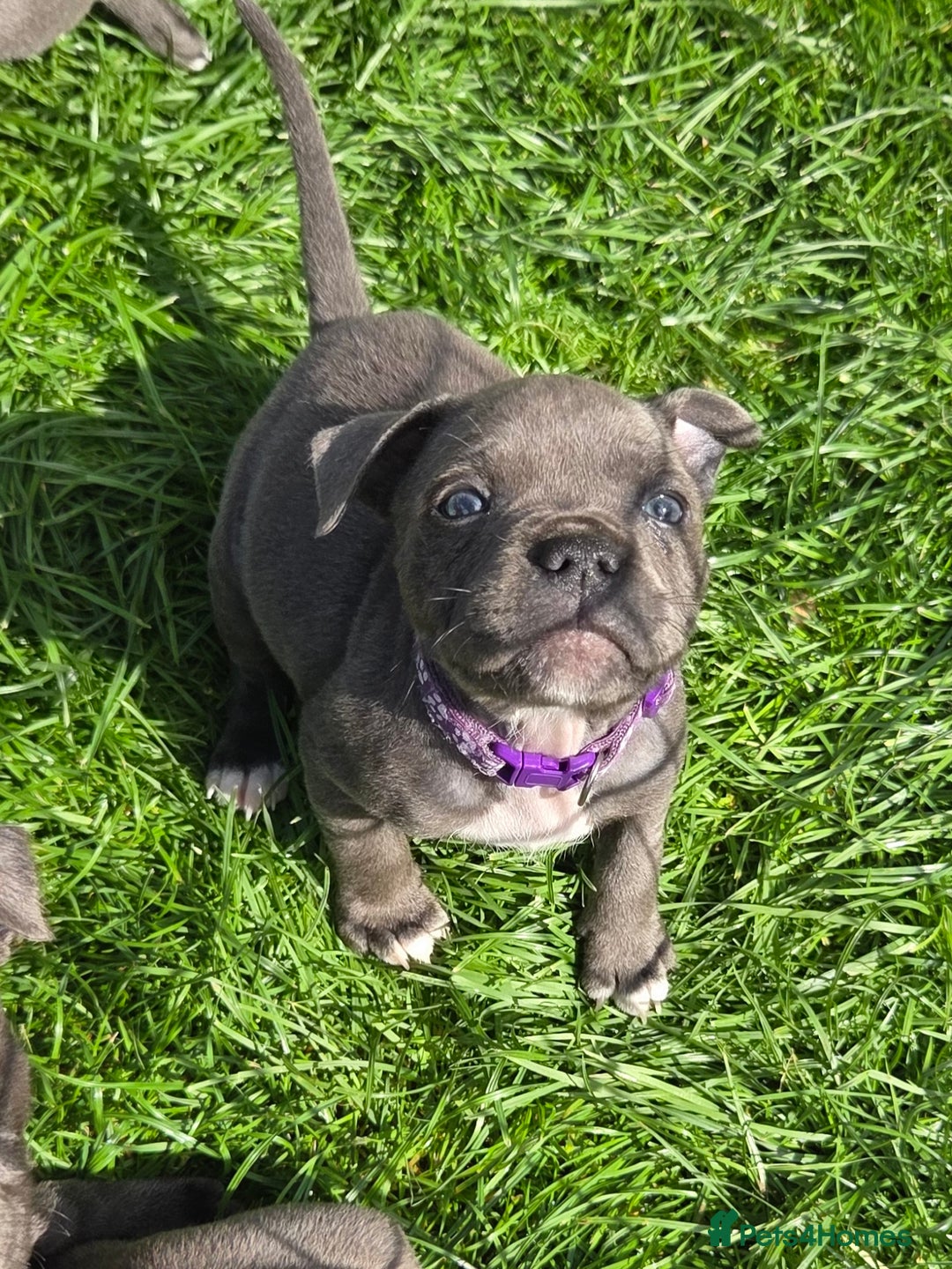 Staffordshire Bull Terrier dogs for sale: Reduced, remaining 2 KC Blue SBT - Image 8
