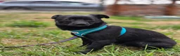 Mixed Breed dogs for adoption: ❤️🐶 MONICA – PURE AFFECTION IN A SMALL BODY in Burton-on-Trent - Advert 4