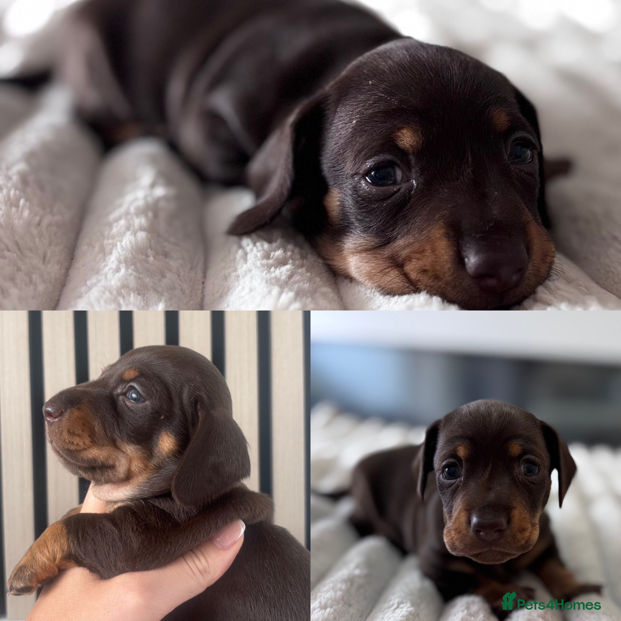 Miniature Dachshund dogs KC reg Beautiful Miniature Dachshund Boys  - Advert 2