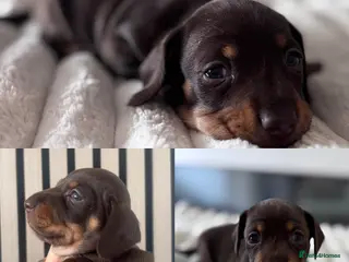 Miniature Dachshund dogs KC reg Beautiful Miniature Dachshund Boys - Advert 2