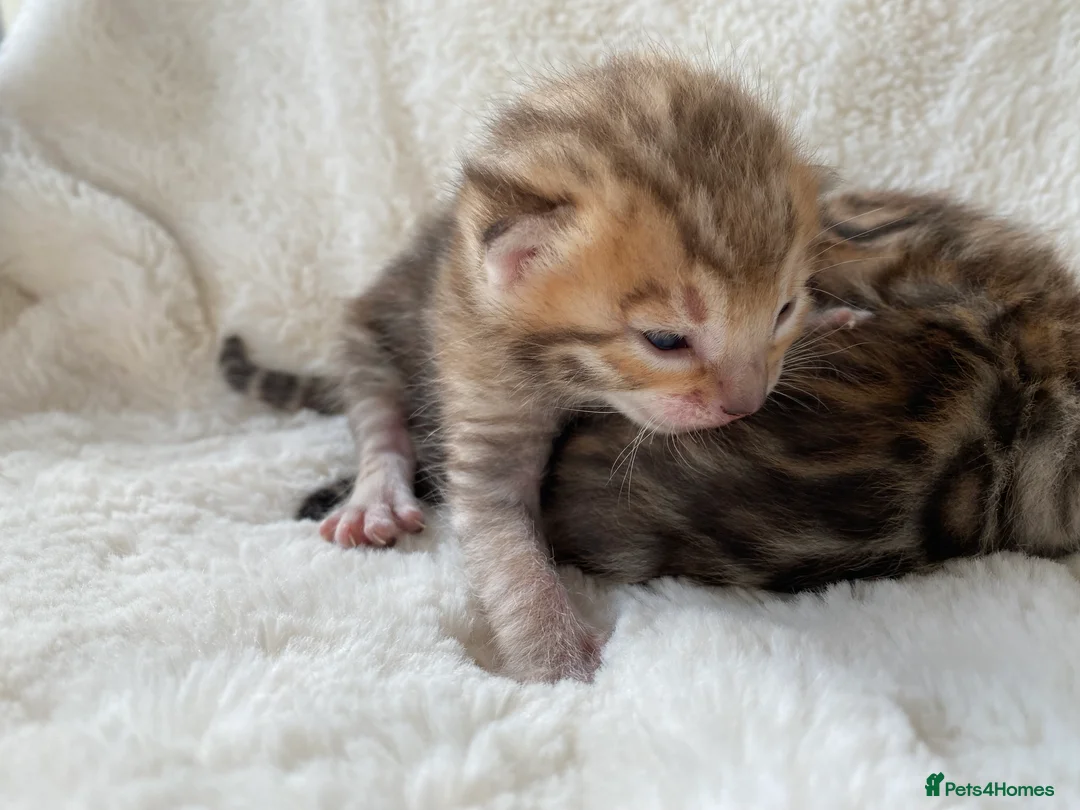 Bengal cats for sale: Bengal kittens  in Calne - Advert 2