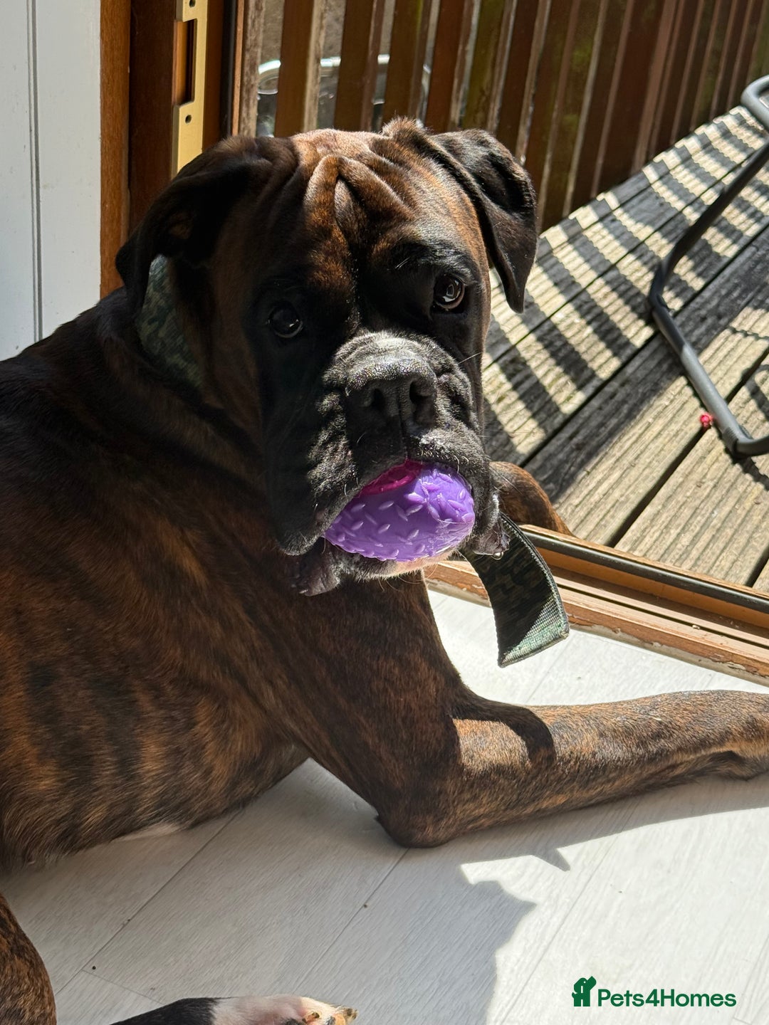Boxer dogs for sale: Boxer champ bloodline male - Image 2