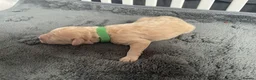 Labradoodle dogs for sale: Labradoodle Puppies For Sale - Advert 12