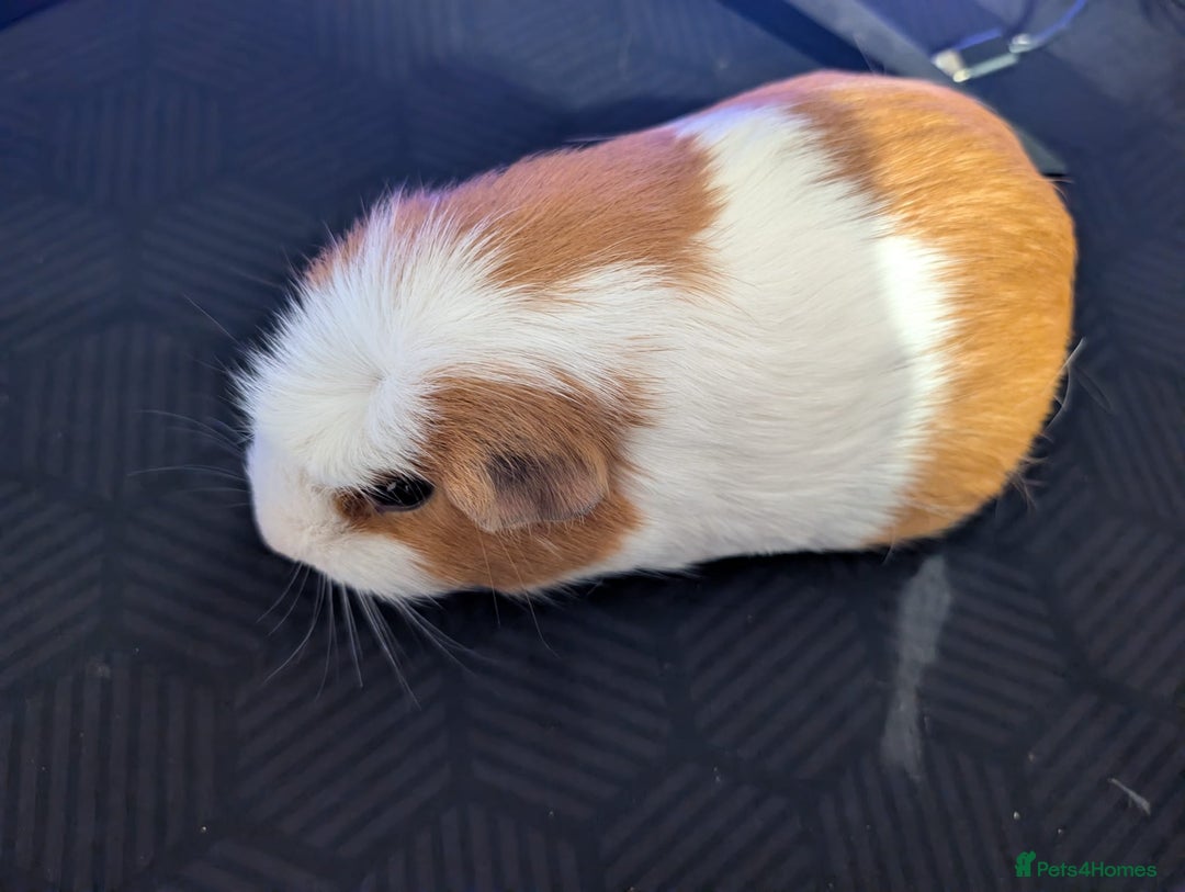 Guinea Pig rodents for sale: Guinea pigs both male and female  - Advert 11