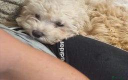 Cavachon dogs for sale: Brother and sister Cavapoochons - Image 5