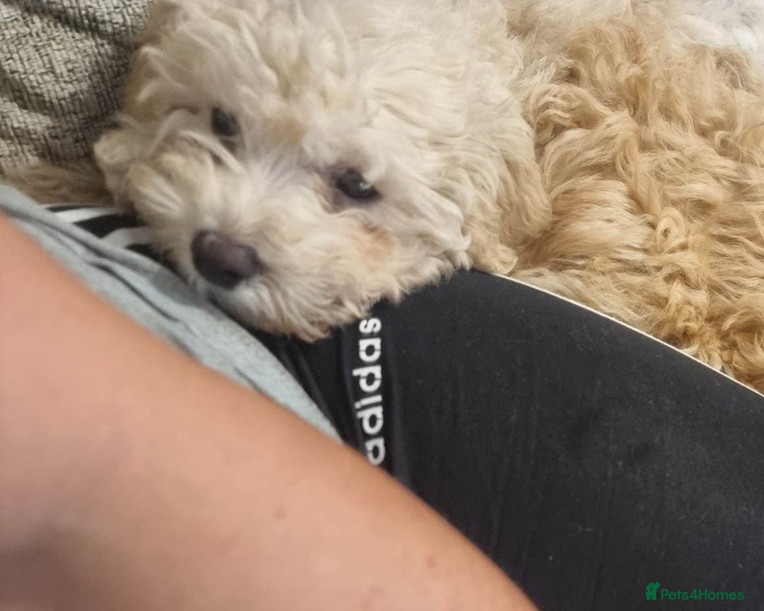 Cavachon dogs for sale: Brother and sister Cavapoochons - Image 5