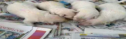 German Shepherd dogs for sale: Stunning kcreg white and blue German shepherd pups - Advert 13