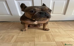 French Bulldog dogs for sale: Beautiful Luna needs a new home - Image 6