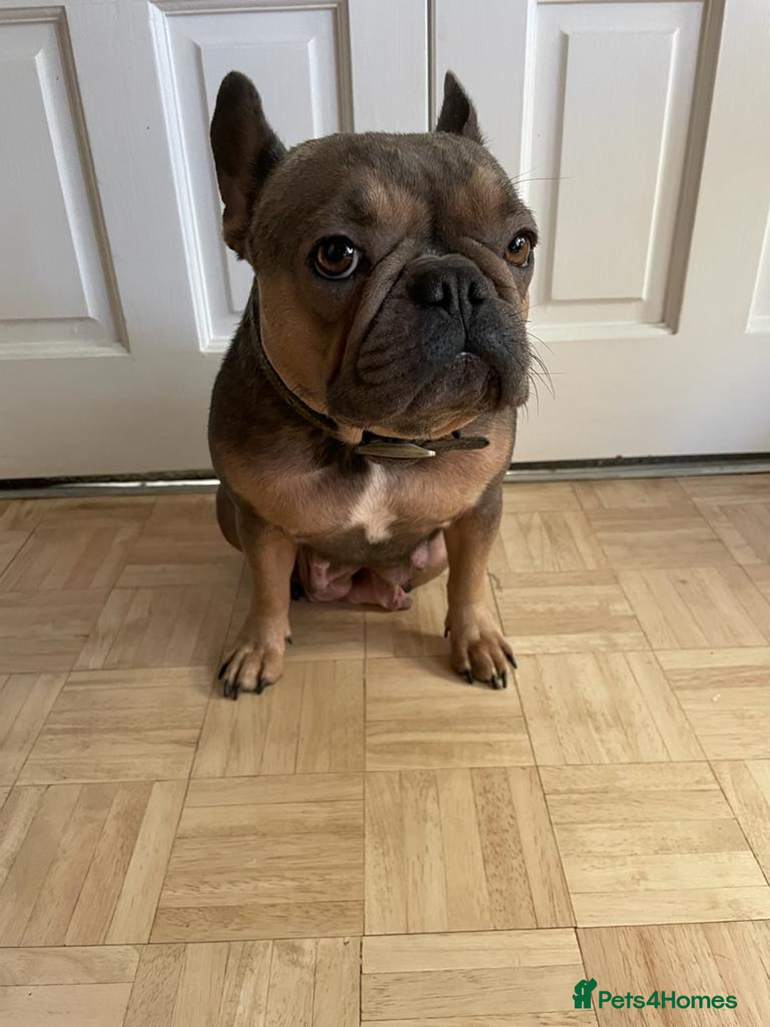 French Bulldog dogs for sale: Beautiful Luna needs a new home - Image 6