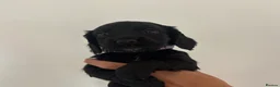 Cocker Spaniel dogs for sale: Cocker spaniel Pups - Advert 3