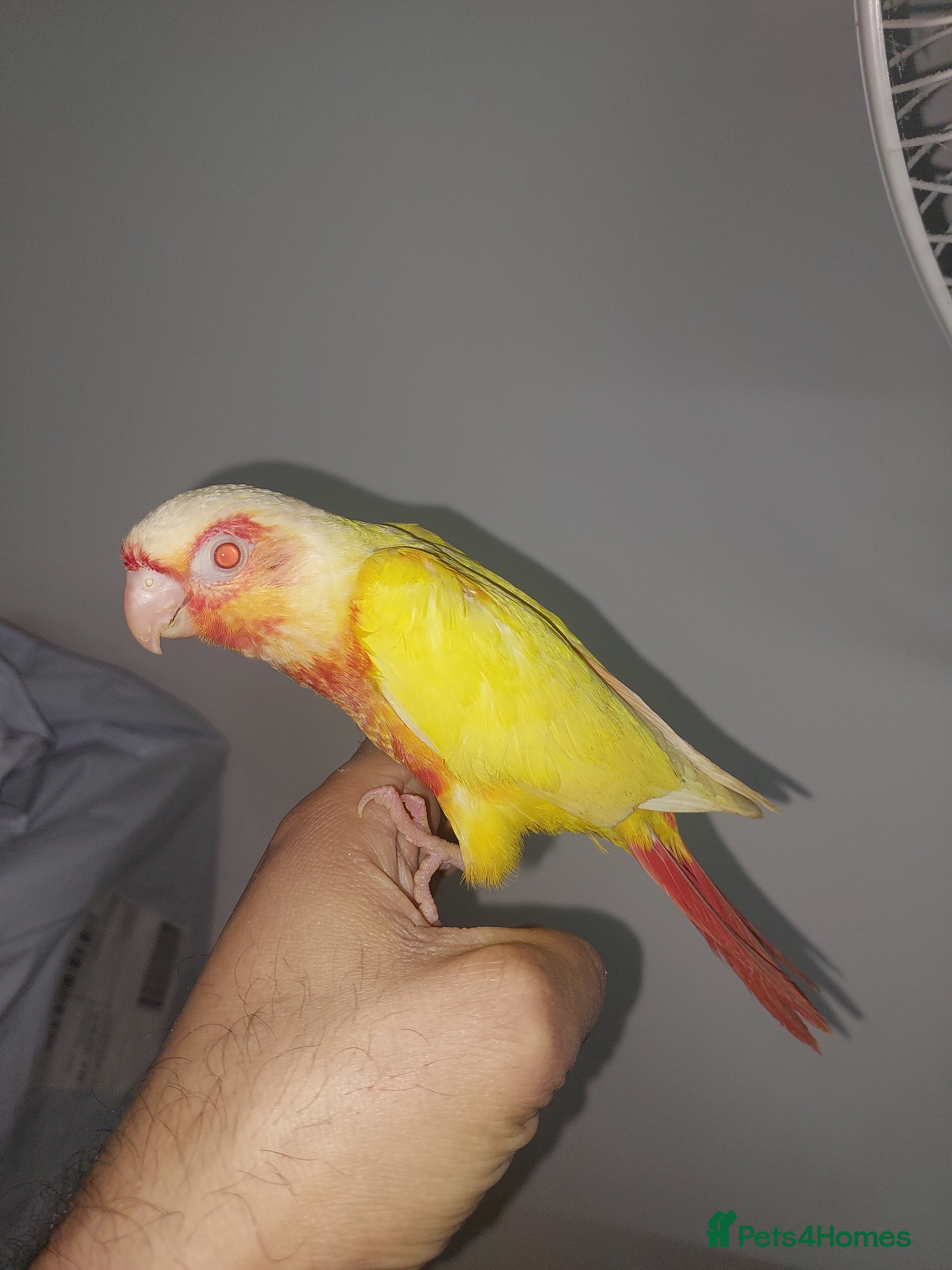 Conures birds Hand reared super tame conure  - Advert 6