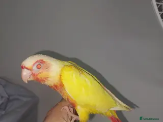 Conures birds Hand reared super tame conure - Advert 6