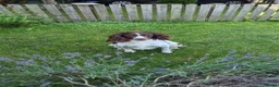 English Springer Spaniel dogs for stud: EXCEPTIONAL KC Reg springer spaniel stud in Accrington - Advert 9