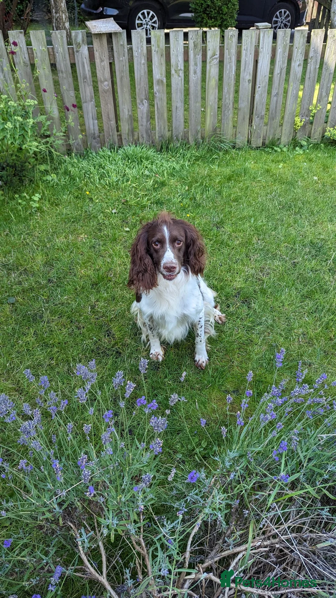 English Springer Spaniel dogs for stud: EXCEPTIONAL KC Reg springer spaniel stud in Accrington - Advert 9