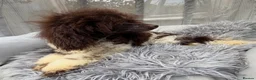 Toy Poodle dogs for stud: KC REG EXTENSIVELY HEALTH TESTED PARTI STUD  - Advert 8