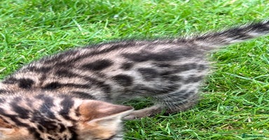 Bengal cats - Advert 4