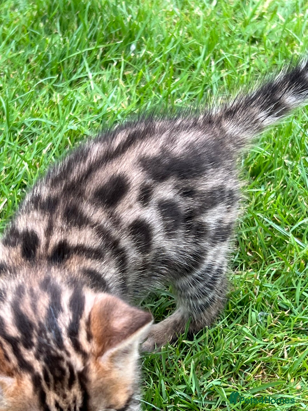 Bengal cats for sale: Tica registered baby Bengal Boys  - Image 3