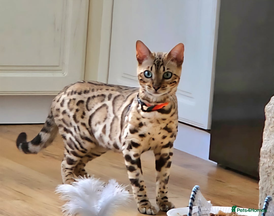 Bengal cats for sale: Bengal Kittens Tica Registered  - Image 14